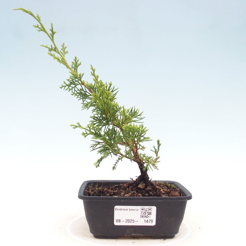Outdoor bonsai - Juniperus chinensis Itoigawa - Chinese juniper