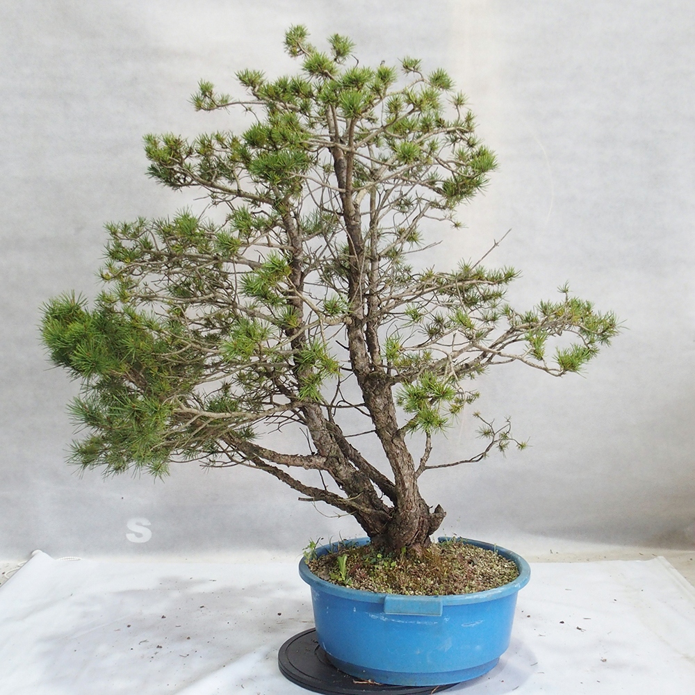 Yamadori - Pinus sylvestris 