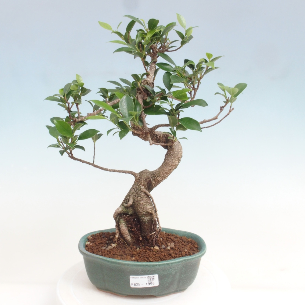 Indoor-Bonsai - Ficus retusa - kleiner Ficus