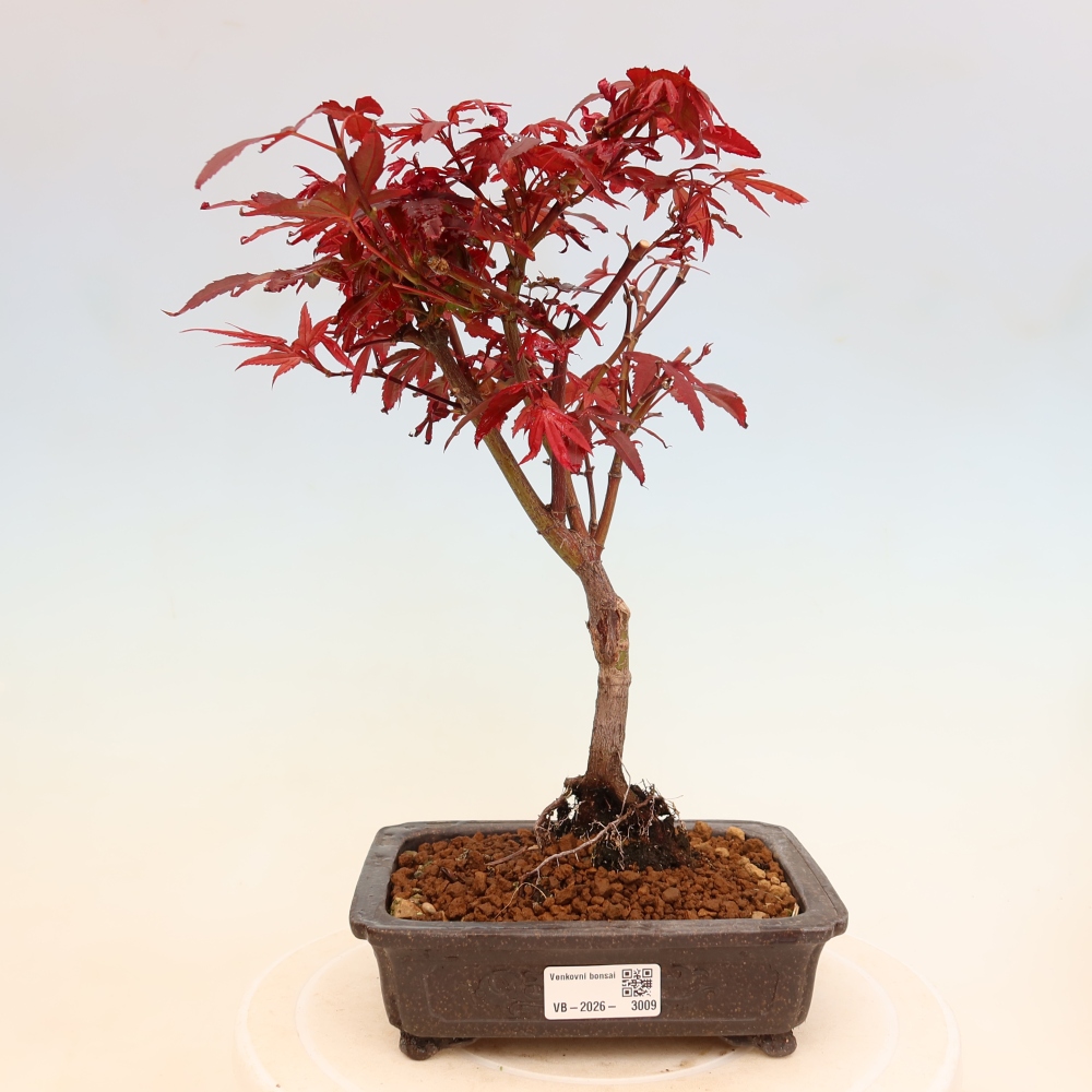 Bonsai für den Außenbereich – Palmenblättriger Ahorn – Acer palmatum „Berry Broom“ 