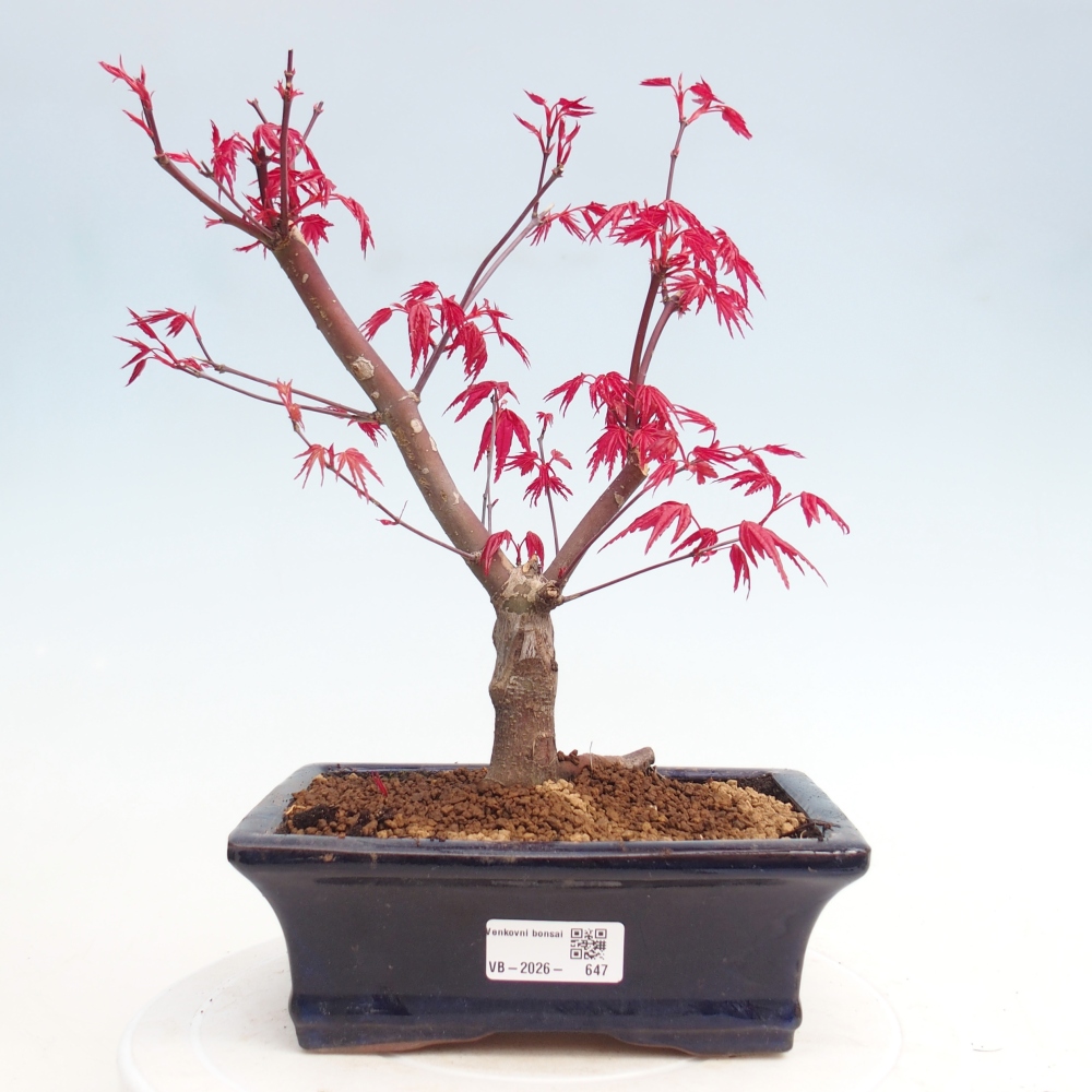 Bonsai für draußen - Acer palmatum DESHOJO