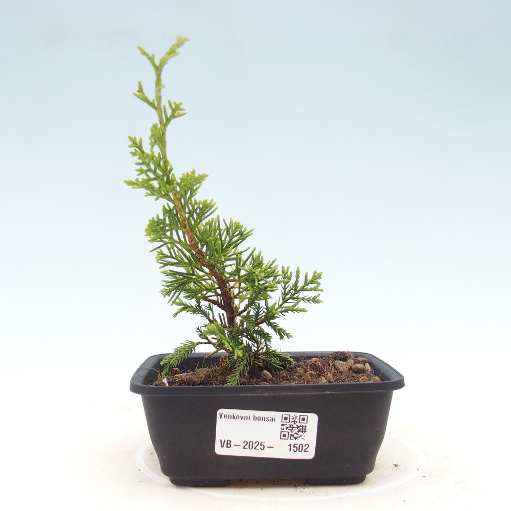 Outdoor bonsai - Juniperus chinensis Itoigawa - Chinese juniper