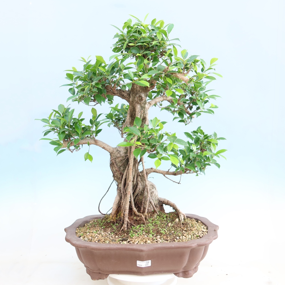 Zimmerbonsai - Ficus kimmen - Kleinblättriger Ficus