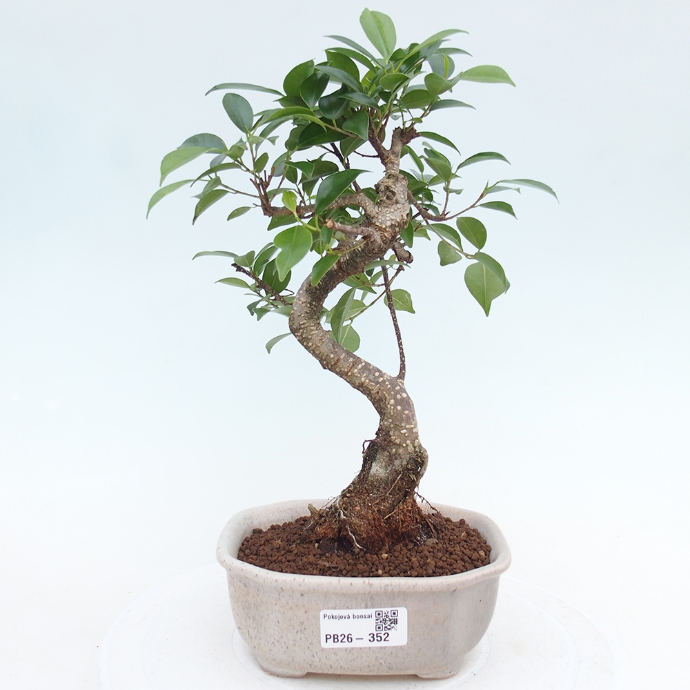 Zimmerbonsai - Ficus retusa - Kleinblättriger Ficus