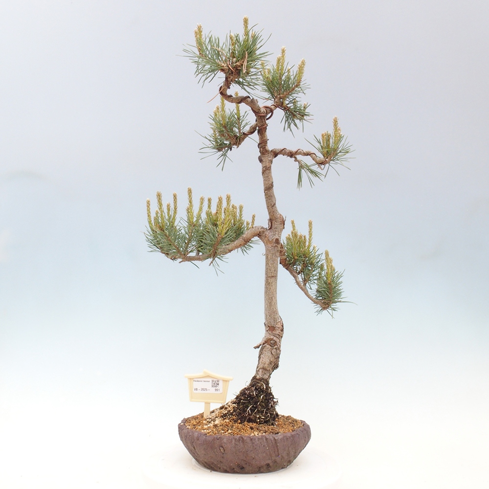 Bonsai im Freien - Pinus Sylvestris - Waldkiefer