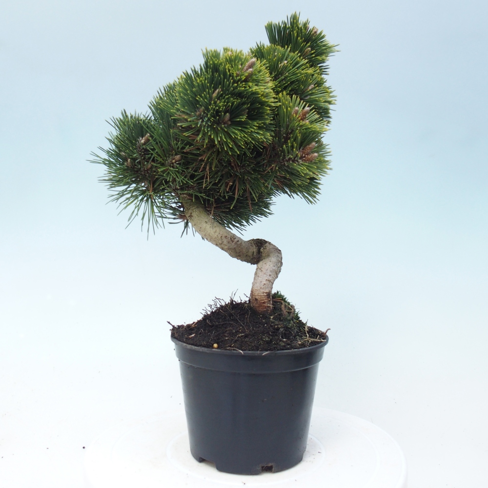 Bonsai für draußen - Pinus thunbergii senjyumaru - Thunberg-Kiefer