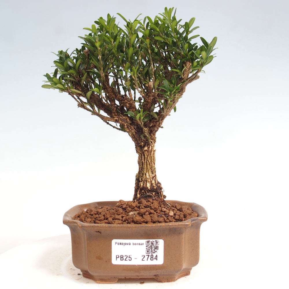Zimmer Bonsai - Buxus harlandii - Kork Buchsbaum