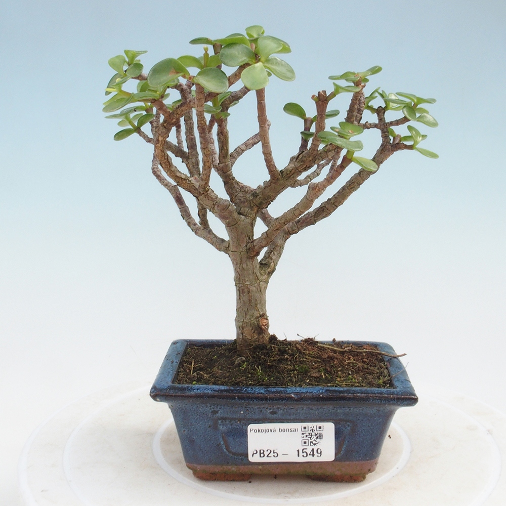 Zimmerbonsai - Portulakaria Afra - Tlustice