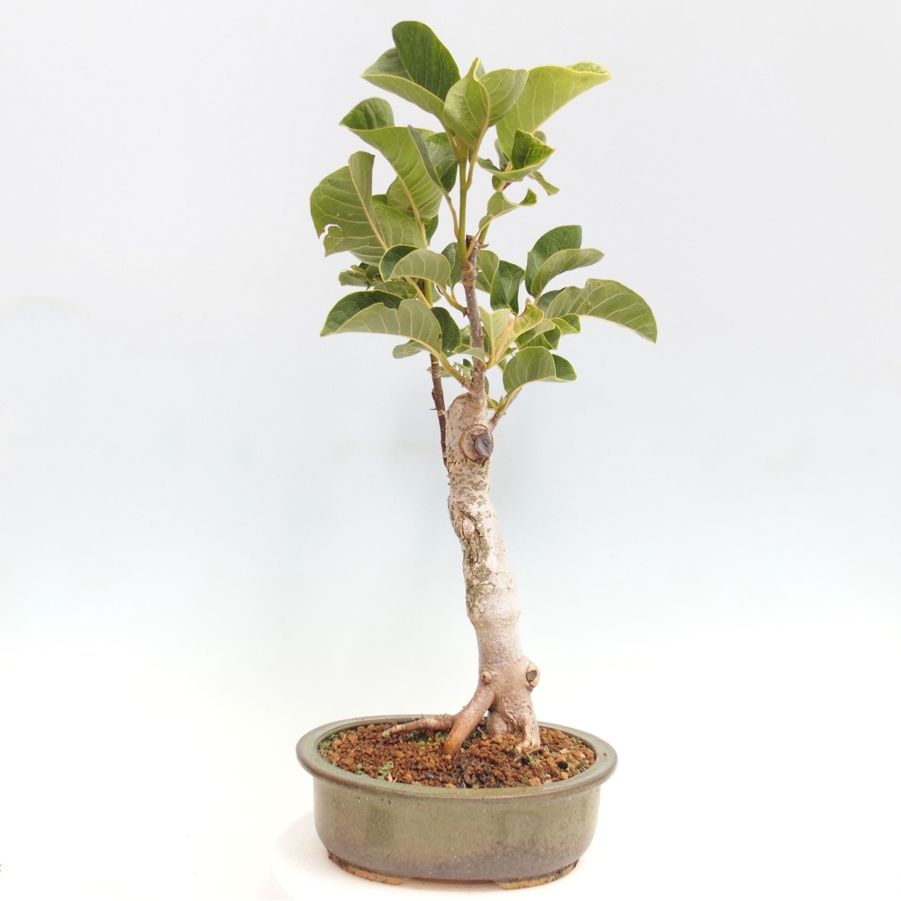 Outdoor-Bonsai - Magnolie Schwarze Tulpe - Magnolie