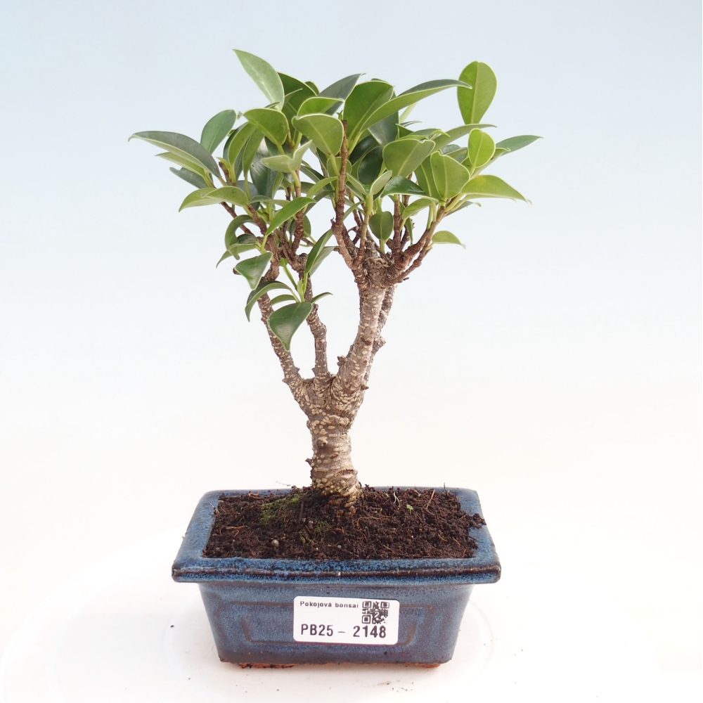 Zimmerbonsai - Kleinblättriger Ficus - Ficus kimmen