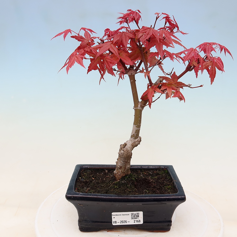 Bonsai für draußen - Acer palmatum DESHOJO