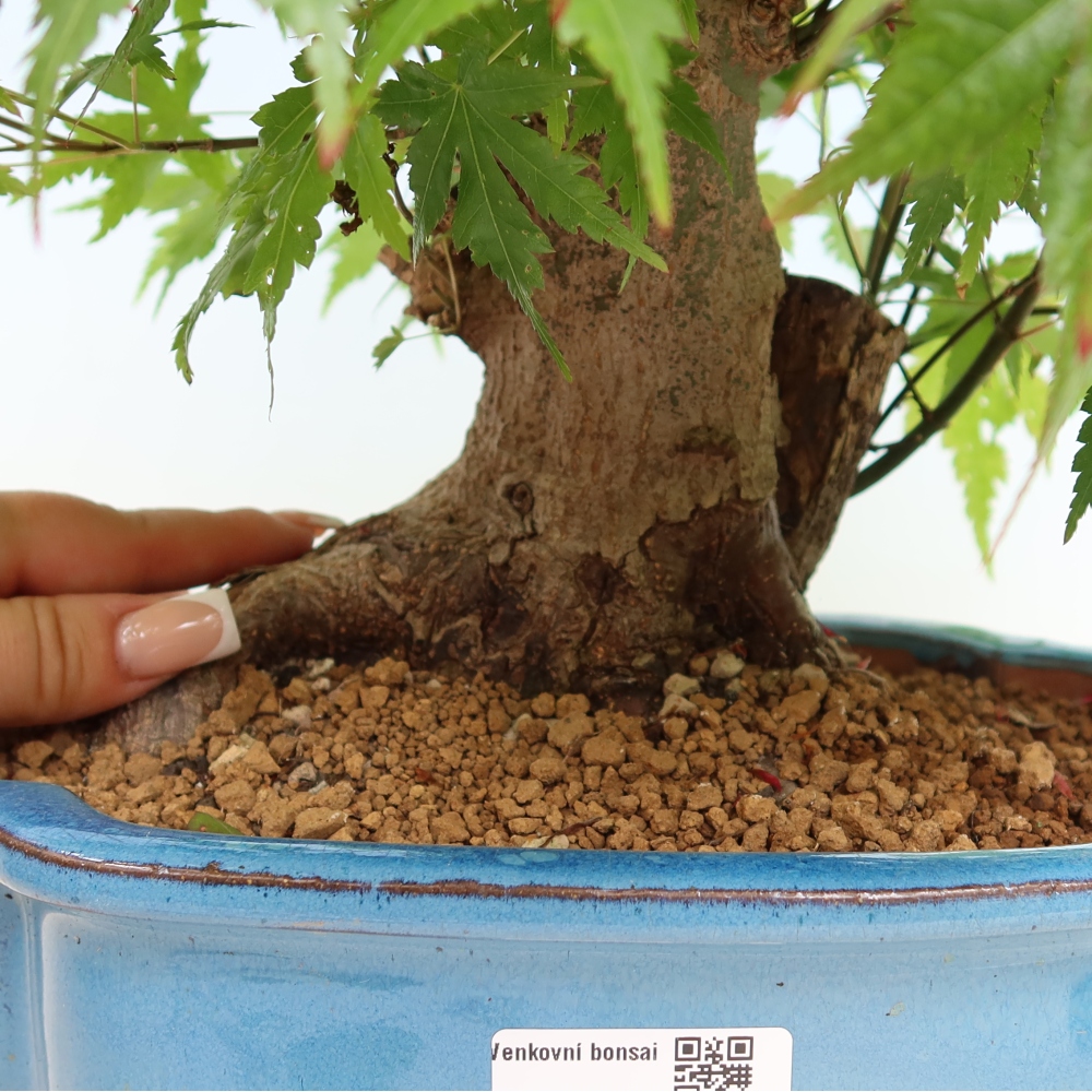 Bonsai für draußen - Ahorn Burger - Acer Burgerianum