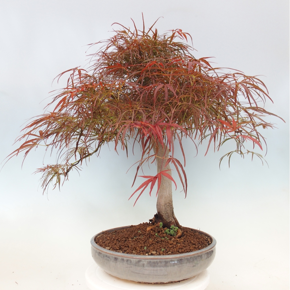 Bonsai für draußen - Acer palmatum RED PYGMY