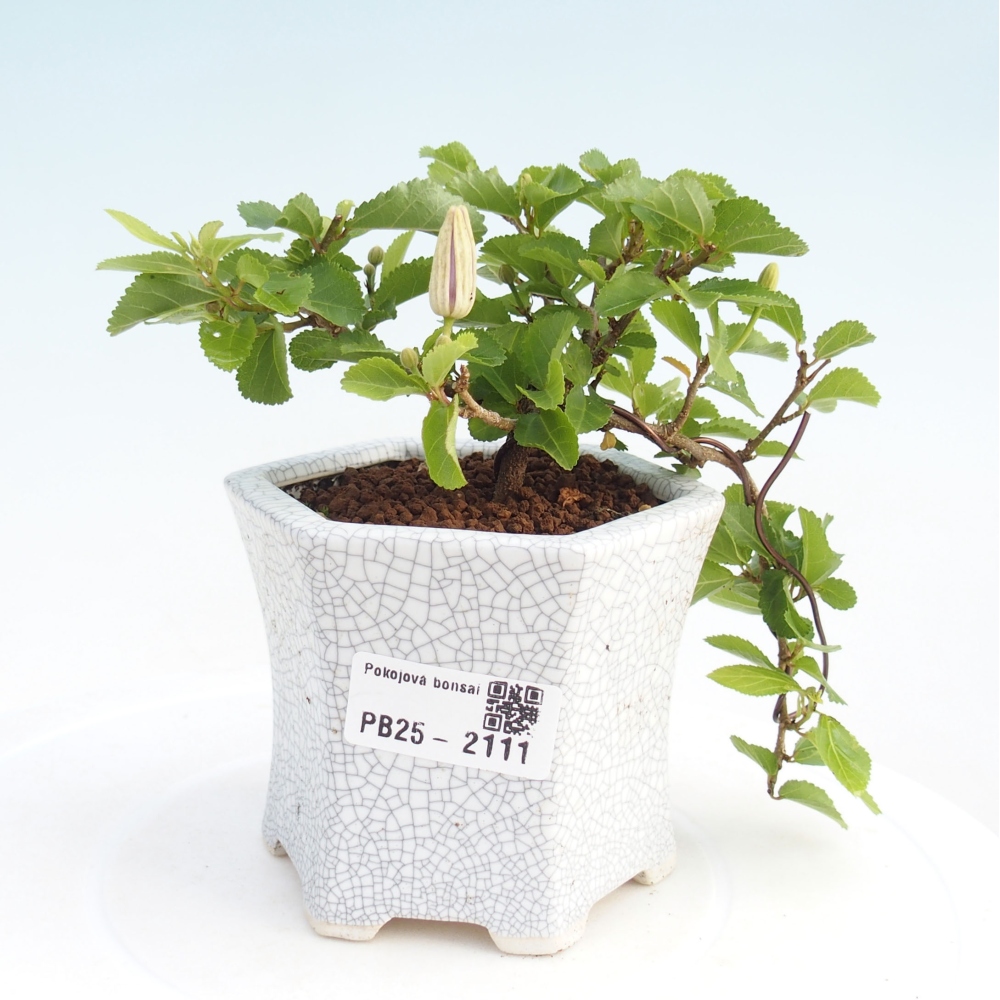 Zimmerbonsai - Grewia occidentalis - Lavendelstern