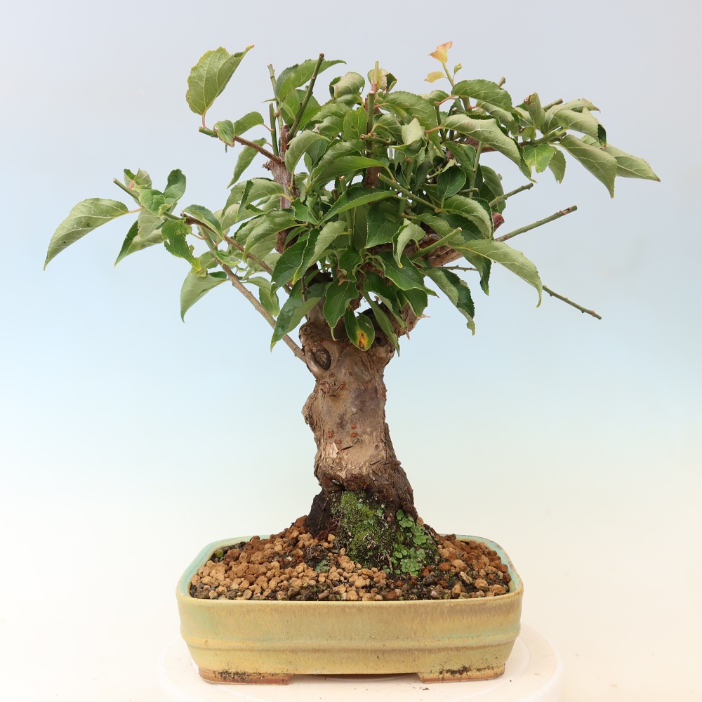 Bonsai für den Außenbereich – Japanischer Aprikosenbaum – Prunus Mume