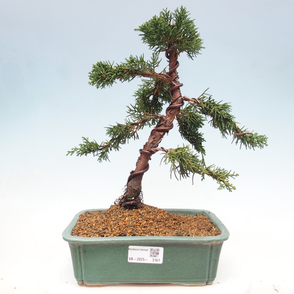 Outdoor-Bonsai - Juniperus chinensis Kishu - Chinesischer Wacholder