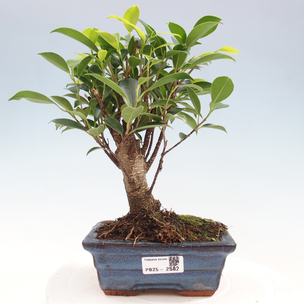 Zimmerbonsai - Ficus retusa - kleinblättriger Ficus