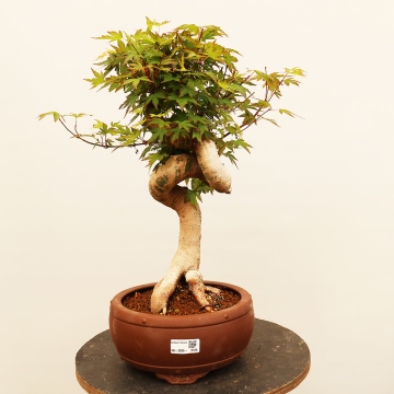 Bonsaje | Das grte Bonsaizentrum in der Tschechischen Republik seit 1979  - e-bonsai.de