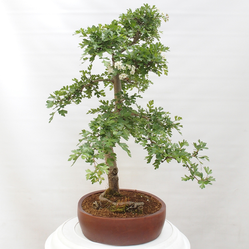 Bonsai im Freien - Weißdorn - Crataegus monogyna