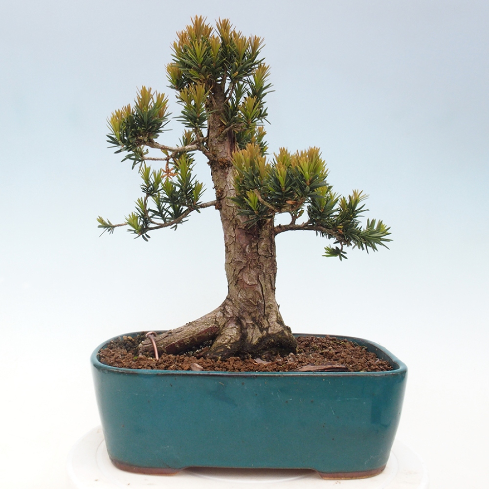 Bonsai im Freien - Taxus cuspidata - Japanische Eibe