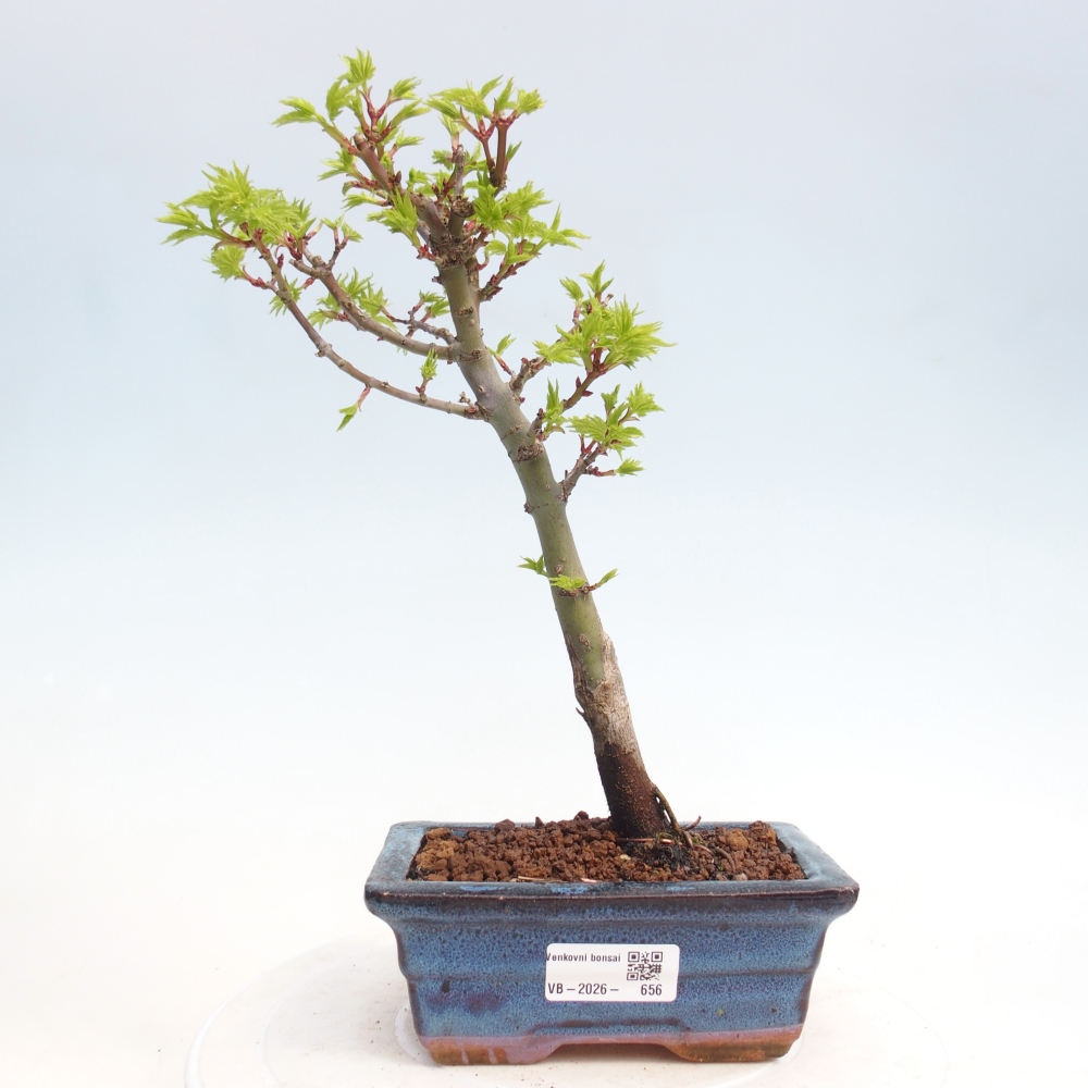 Bonsai für draußen -Javor-Palme Acer palmatum Shishigashira