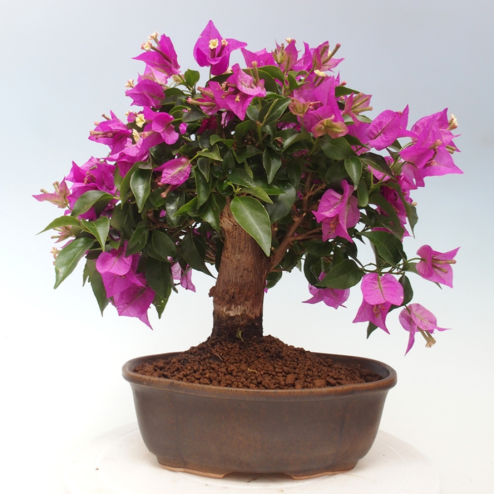 Indoor Bonsai - Bouganwilea