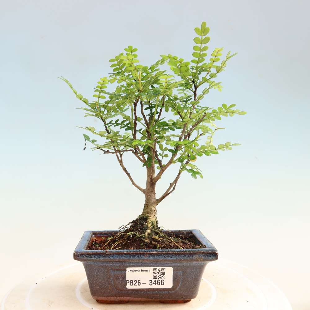 Zimmer Bonsai - Zantoxylum piperitum - Pfefferbaum