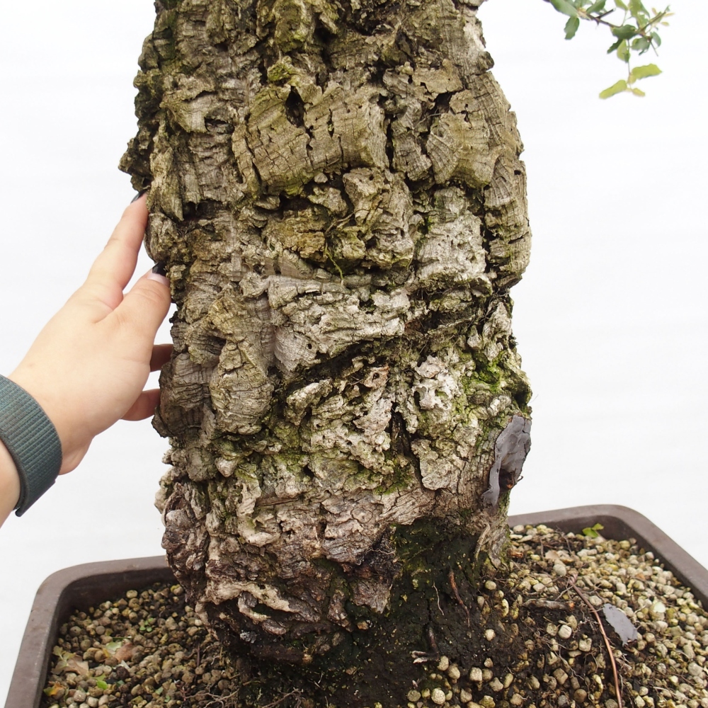 Outdoor-Bonsai Quercus suber - Kork-Eiche