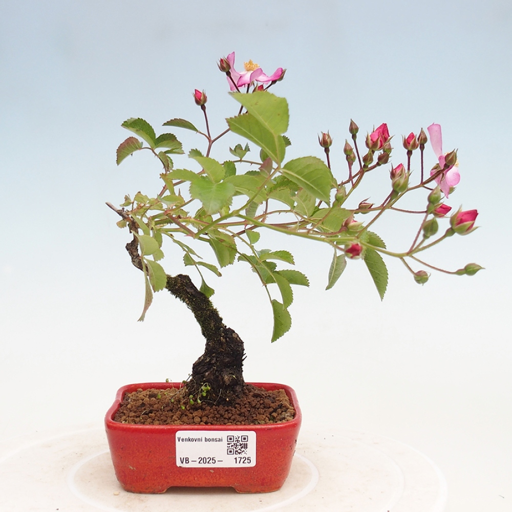 Freilandbonsai - Rosa Kordes -  Rose