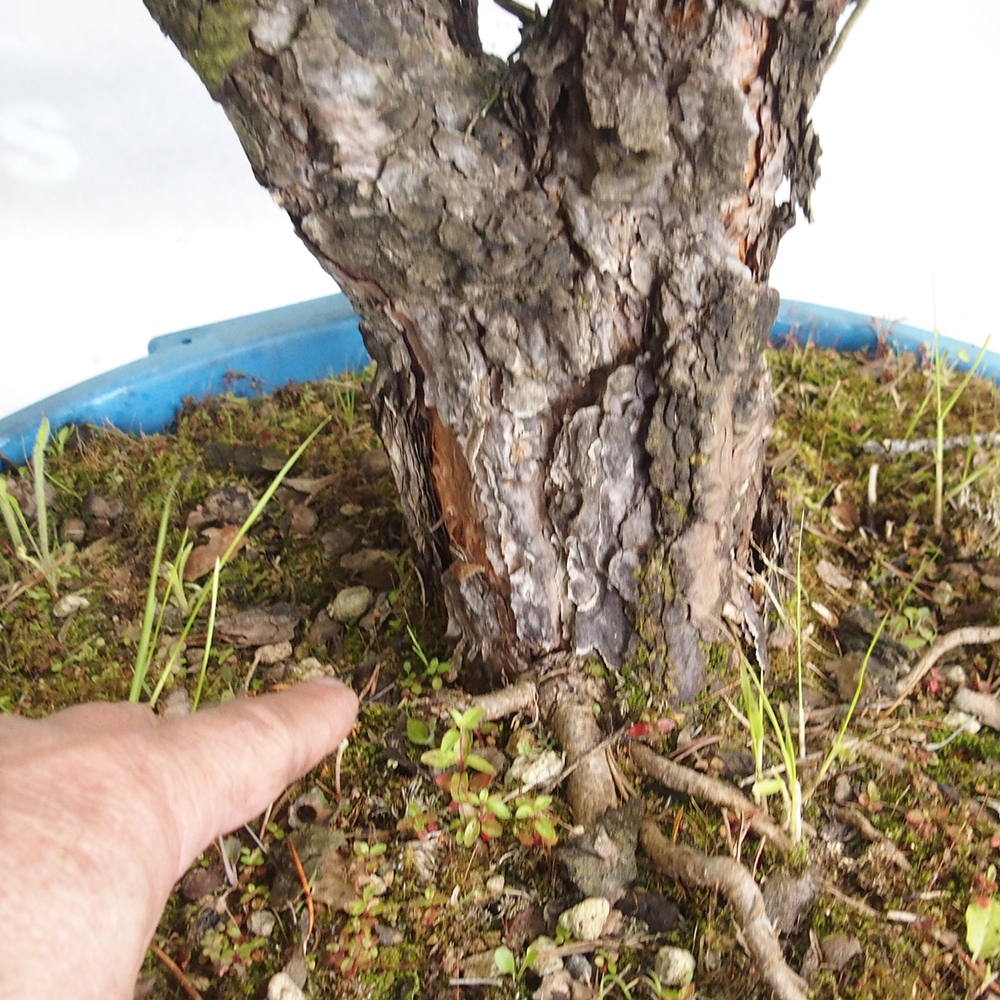 Yamadori - Pinus sylvestris 
