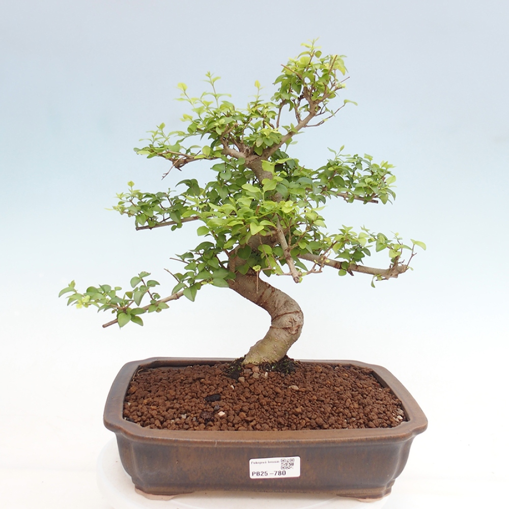 Zimmerbonsai - Ligustrum chinensis - Vogelperspektive