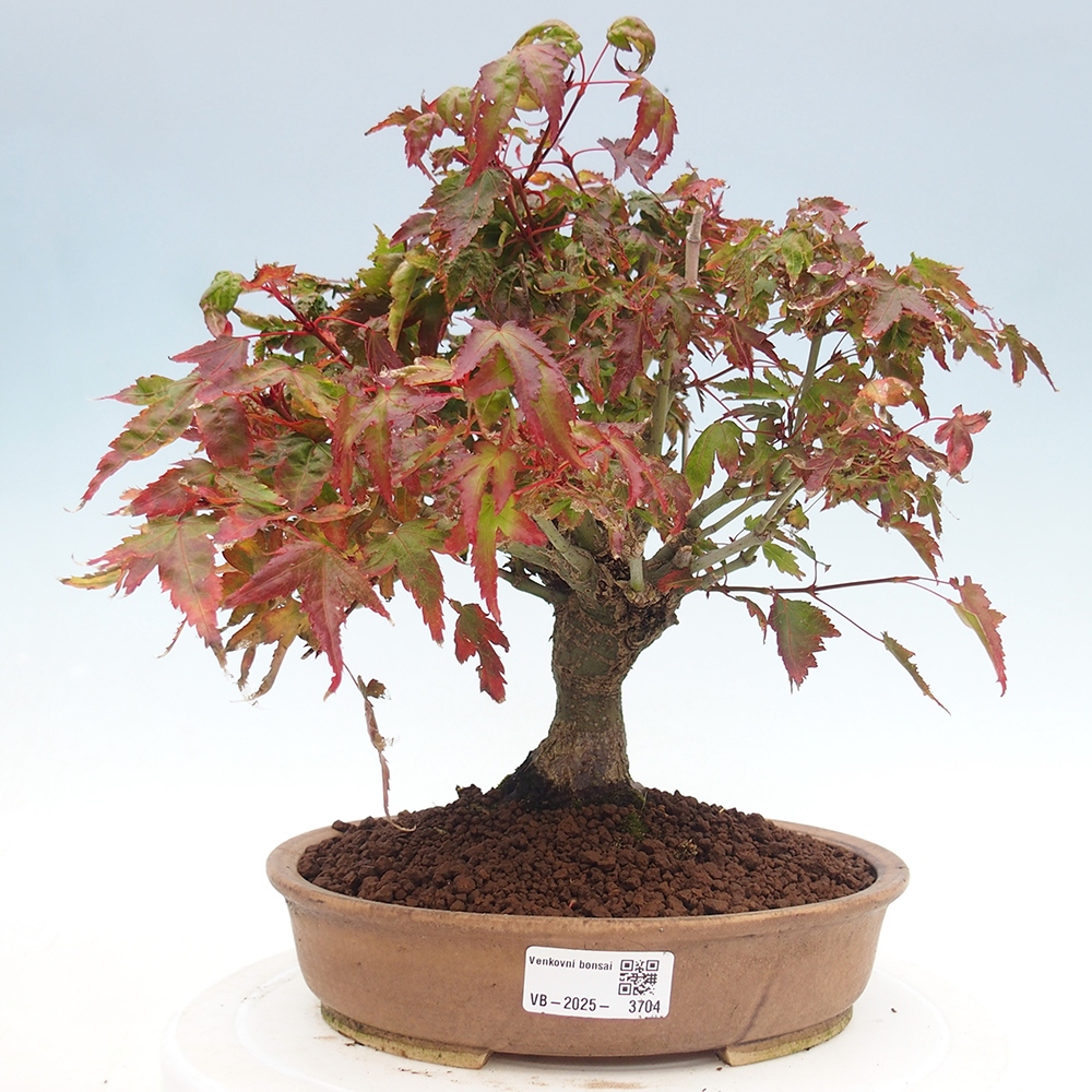 Acer palmatum KIOHIME - Palmetto-Ahorn