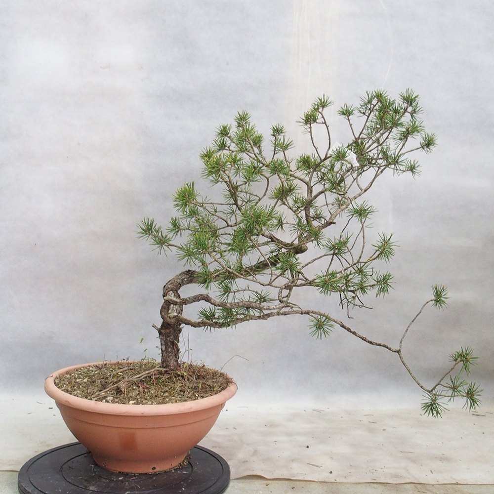 Yamadori - Pinus sylvestris 