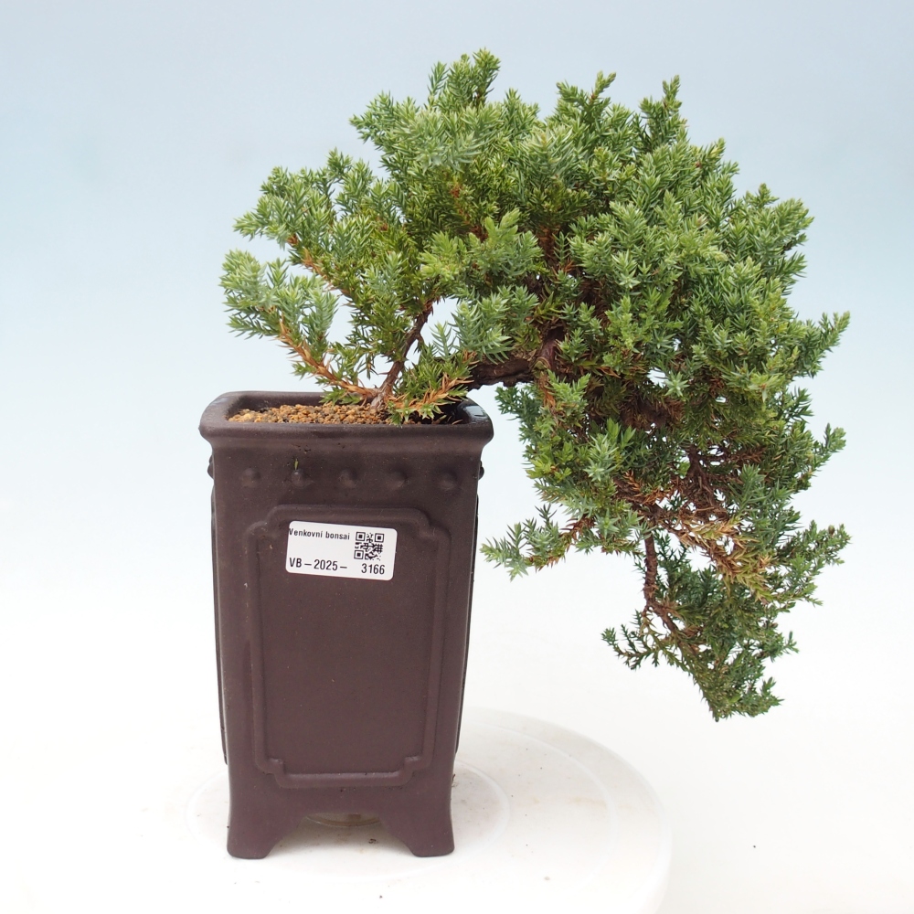 Bonsai im Freien - Juniperus procumbens - Niedergeworfener Wacholder