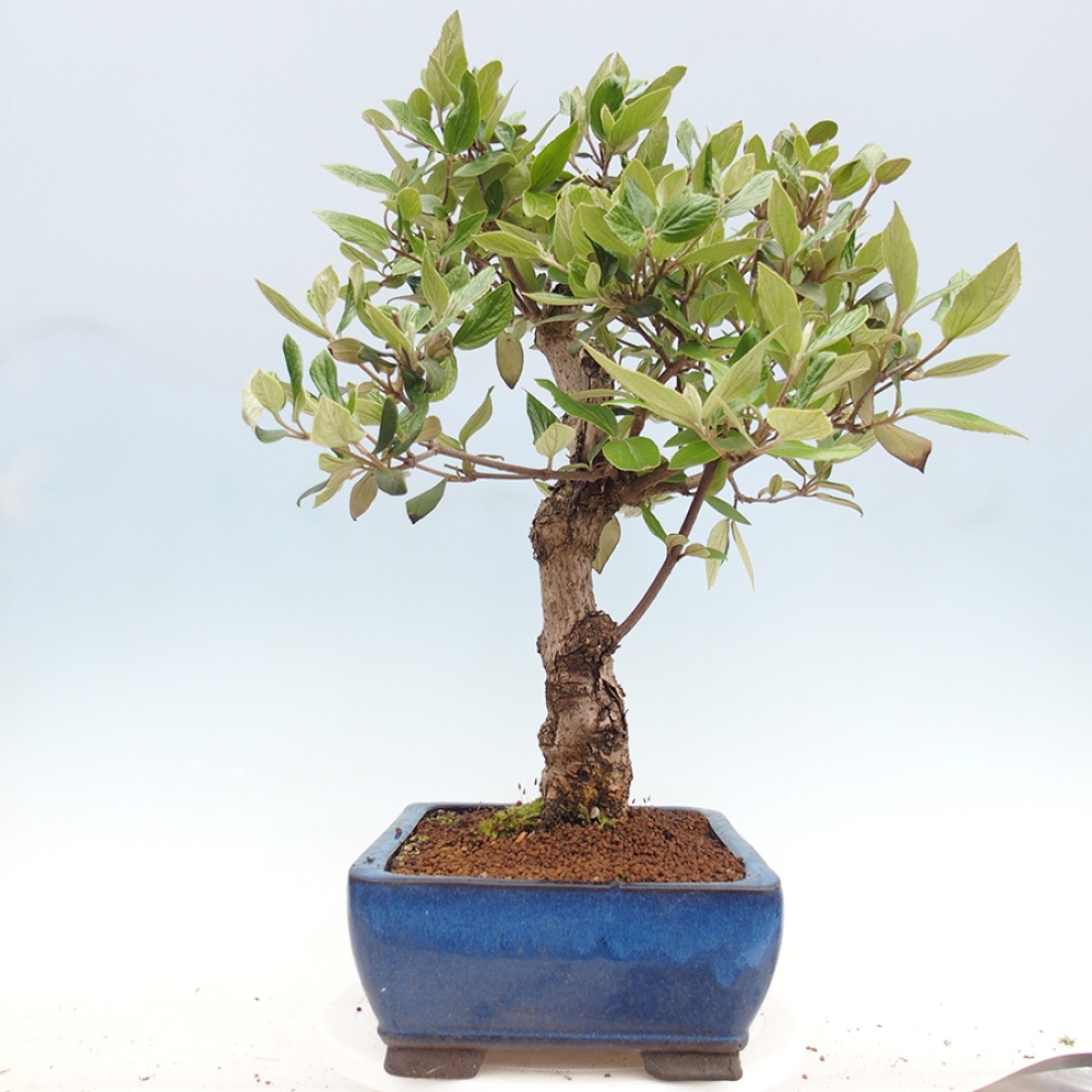 Outdoor-Bonsai-Kalina Bodnanská - Viburum carlesii