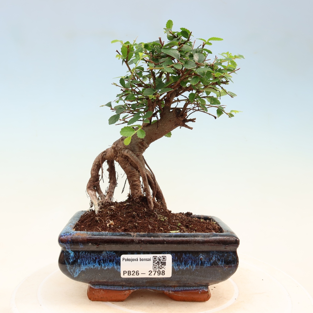 Zimmerbonsai - Ulmus parvifolia - Kleinblättrige Ulme