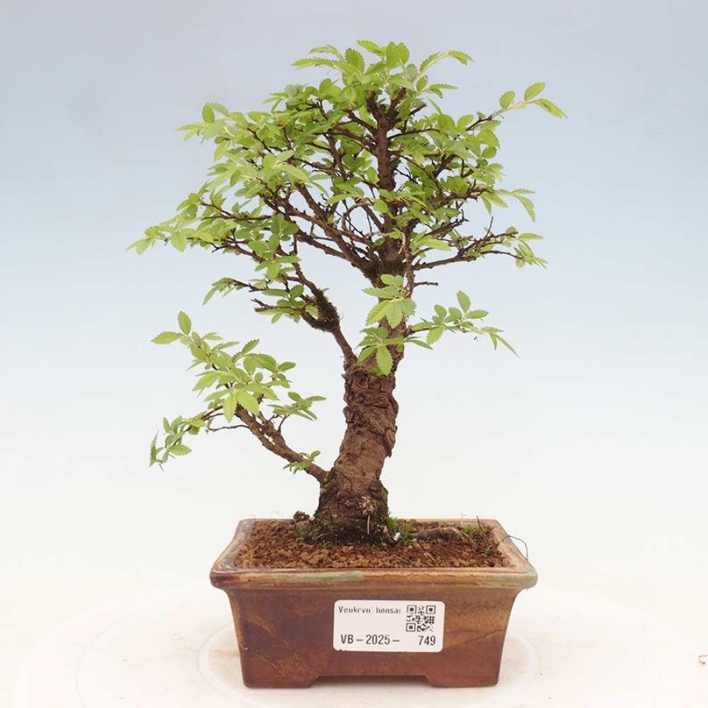 Bonsai im Freien - Zelkova - Zelkova NIRE