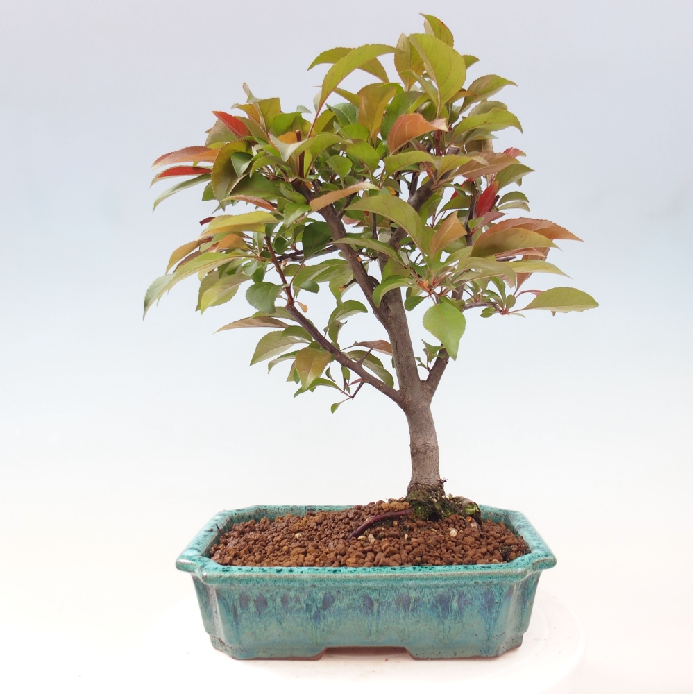 Freilandbonsai - Malus Domestica - Kleinfruchtiger rotblättriger Apfelbaum