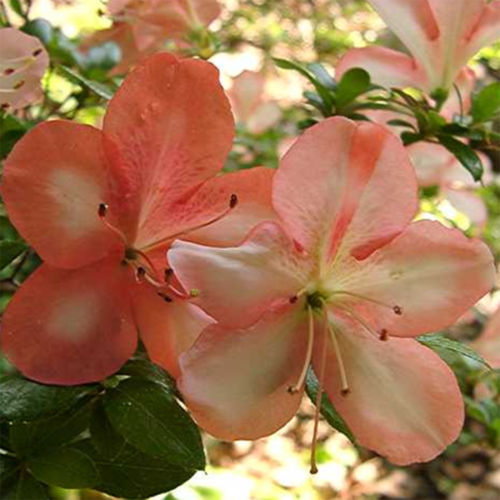 Bonsai im Freien - Japanische Azalee - Azalea Yama-no-Hikari