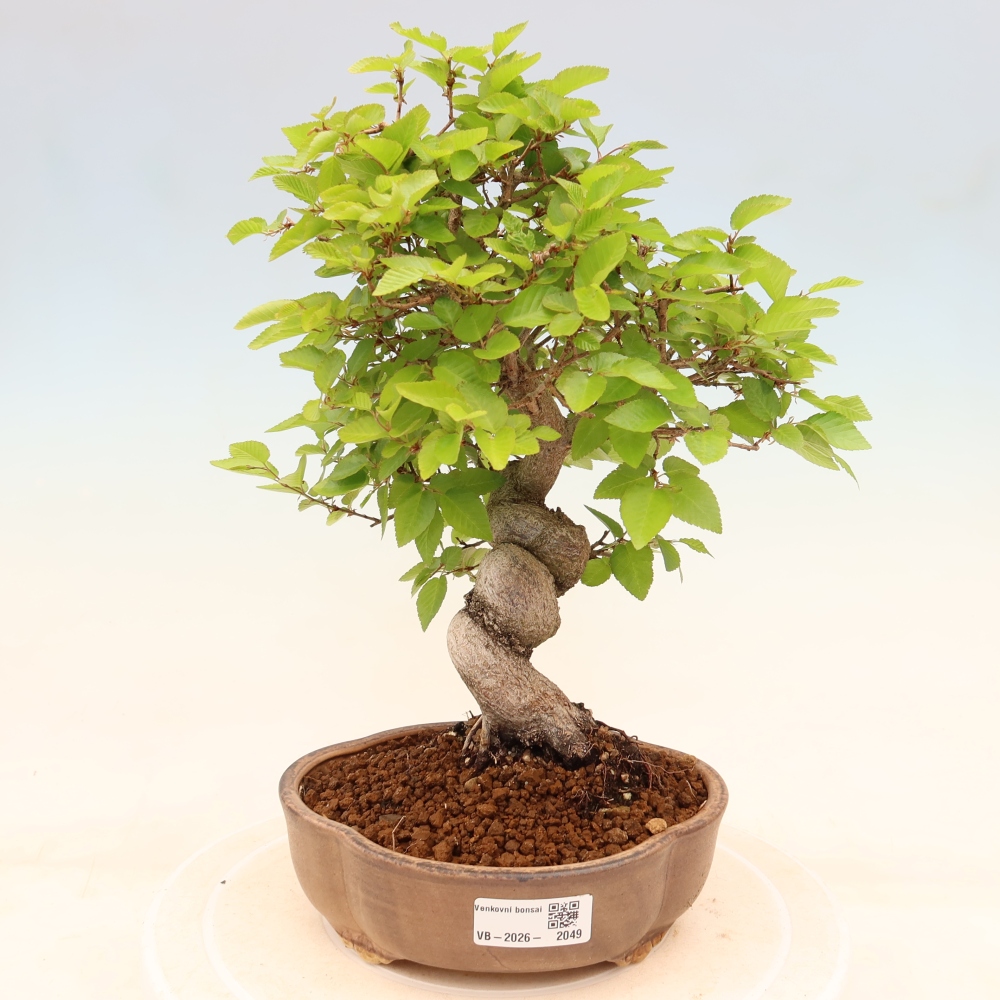Bonsai für draußen - Karpinus Coreana - Koreanische Hainbuche