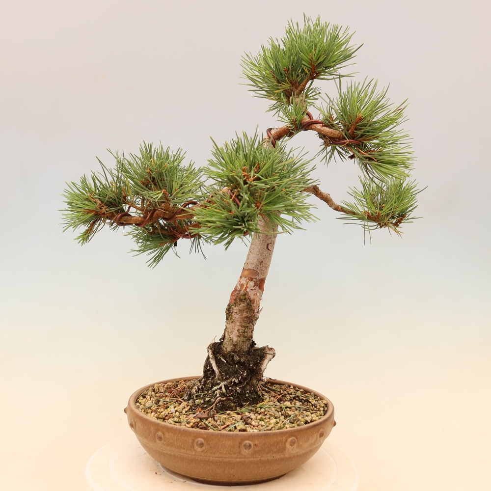Bonsai für draußen - Pinus Sylvestris Watererri - Waldkiefer