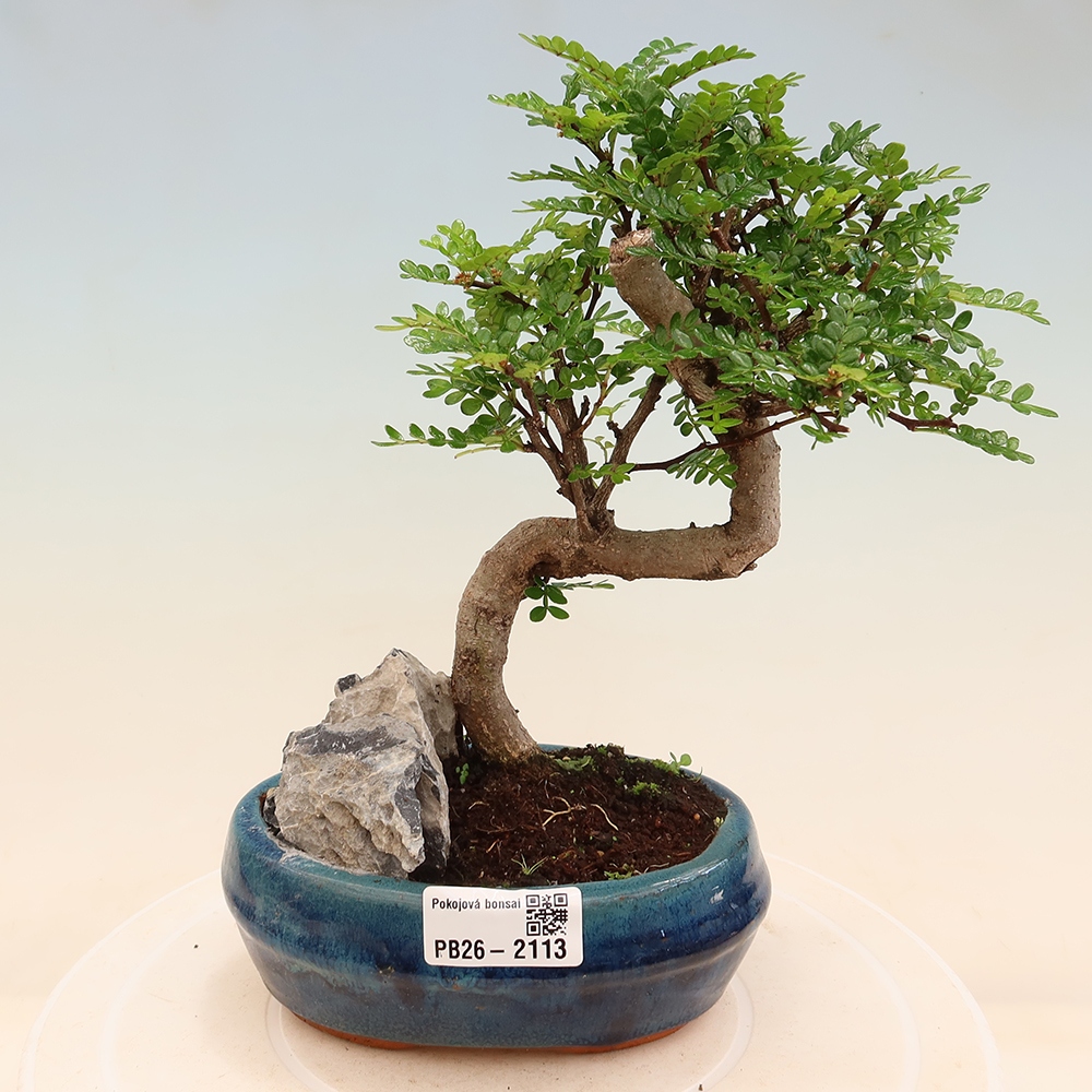 Zimmer Bonsai - Zantoxylum piperitum - Pfefferbaum