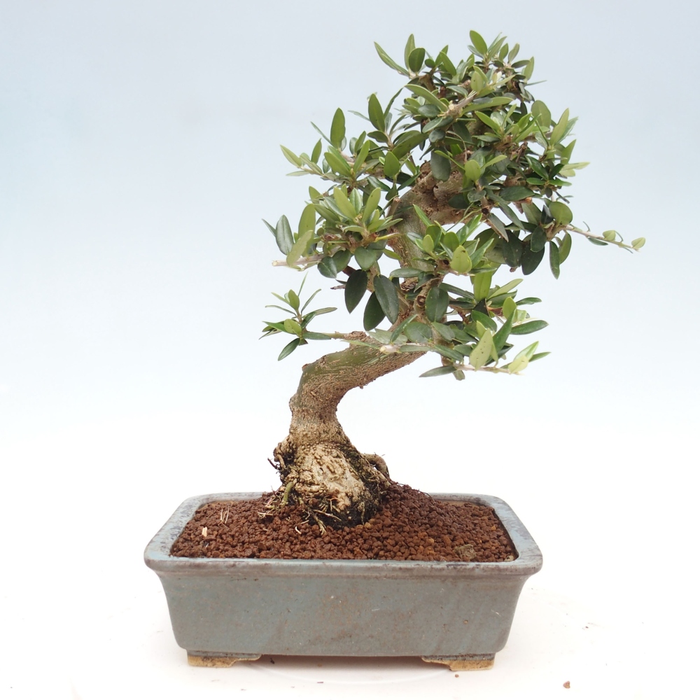 Indoor-Bonsai - Olea europaea sylvestris - Europäisches kleinblättriges Olivenöl