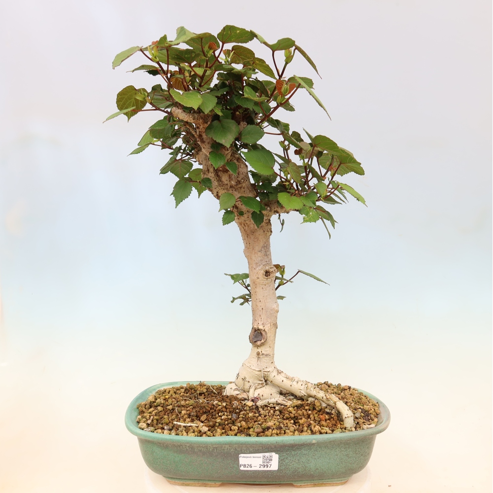 Zimmerbonsai - Hibiscus tiliaceus - Meeres-Hibiskus