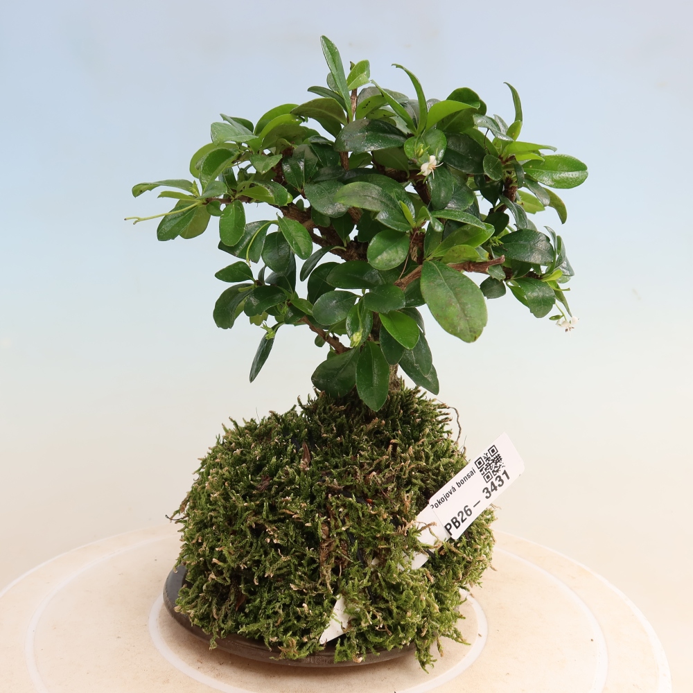 Kokedama mit Untersetzer – Carmona macrophylla – Fuki-Tee