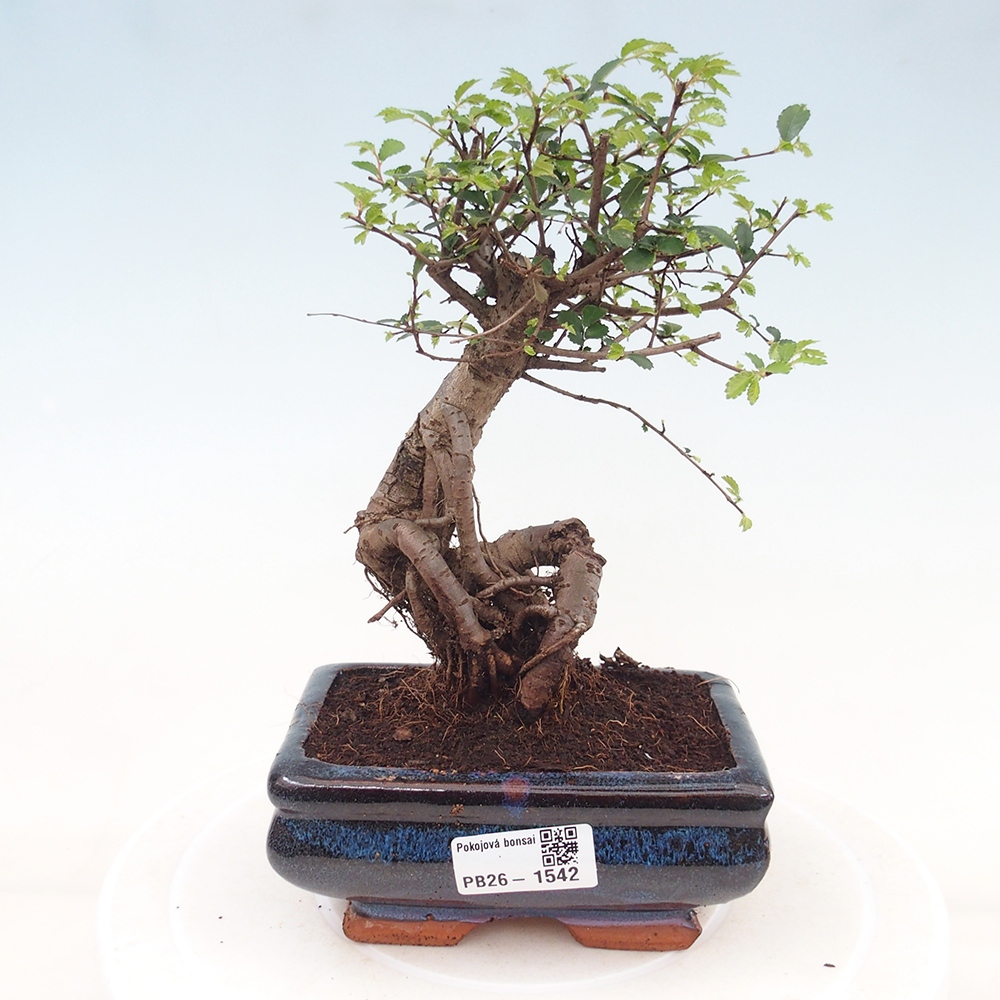Zimmerbonsai - Ulmus parvifolia - Kleinblättrige Ulme