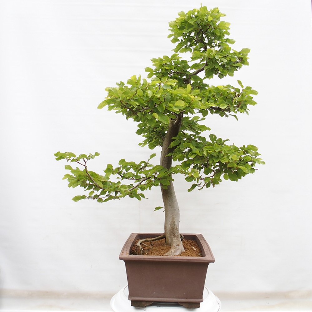 Bonsai im Freien - Hainbuche - Carpinus betulus