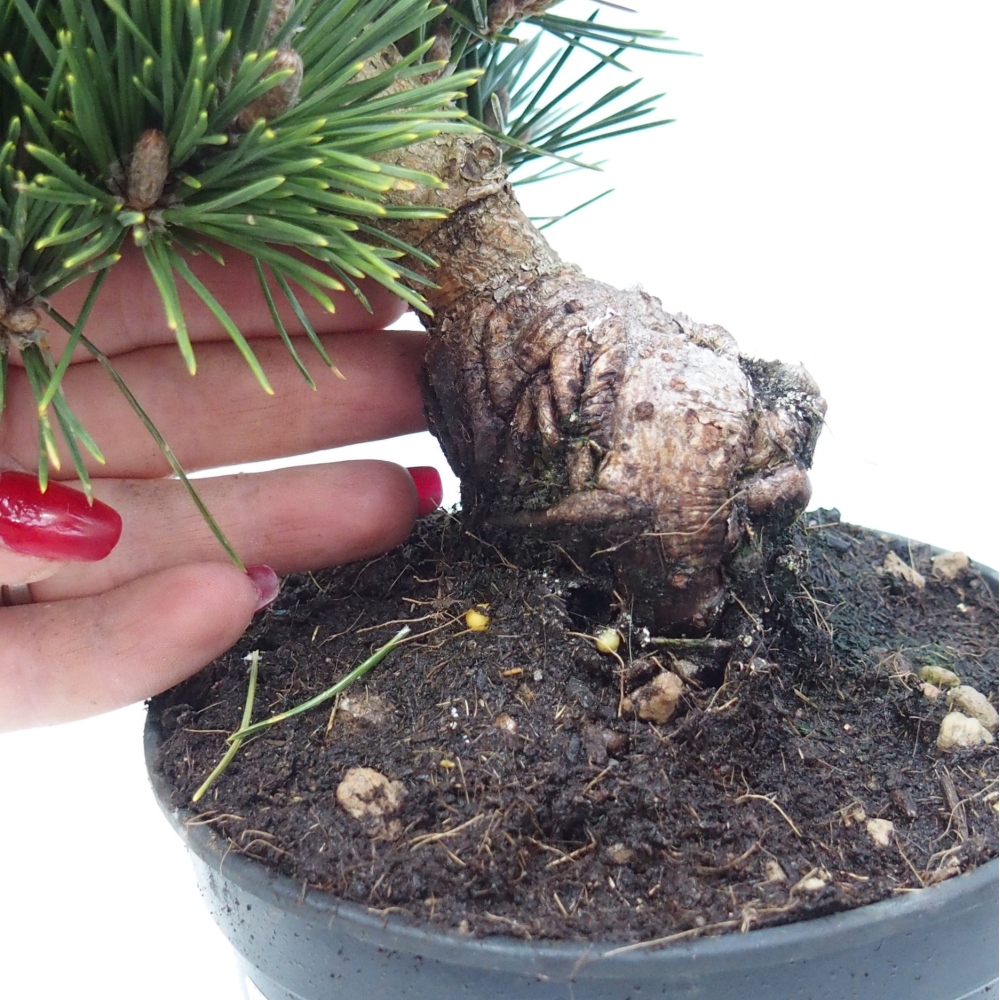 Bonsai für draußen - Pinus thunbergii senjyumaru - Thunberg-Kiefer
