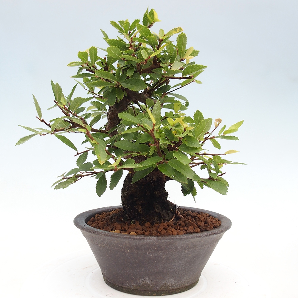 Bonsai im Freien - Zelkova - Zelkova serrata