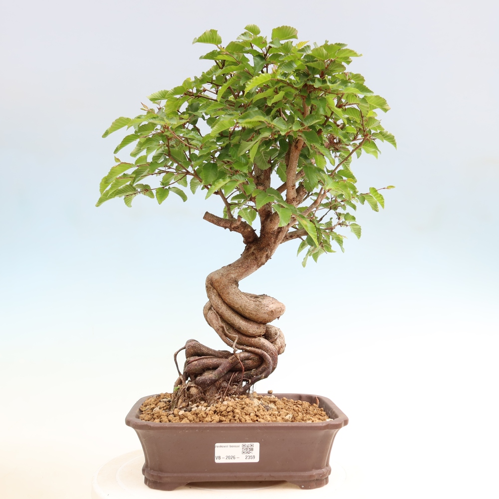 Bonsai für draußen - Karpinus Coreana - Koreanische Hainbuche